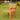 Beautifully crafted teak outdoor dining chair with armrests